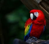 pic for scarlet macaw 